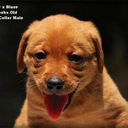 Green collar male - Yellow male Labrador Retriever puppy in Huntington, Texas from Soggy Bottom Retrievers