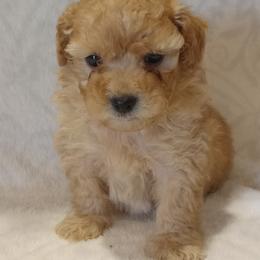 Boy 1 - male Poodle puppy in Milford, Indiana from Olde Heritage K-9