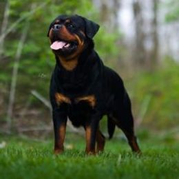 Bella - Rottweiler
