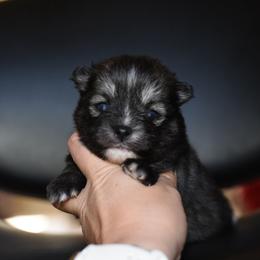 Midnight - Wolf sable female Pomsky puppy in Coos Bay, Oregon from Ocean View Pomskies