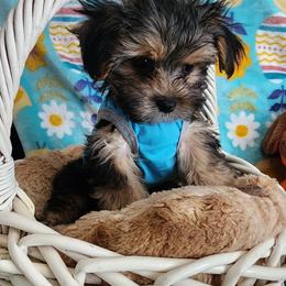 Teddy - Black and tan male Yorkipoo puppy in The Villages, Florida from My Precious Pups