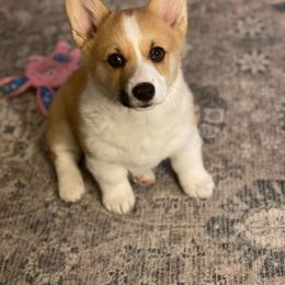 Pembroke Welsh Corgi Puppies from Loves Classic Corgis