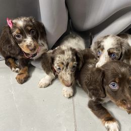 Dachshund Puppies from Dreaming of Dachshunds