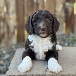 Catcher - Chocolate male Goldendoodle puppy in Twin Falls, Idaho from Magic Valley Family Doodles