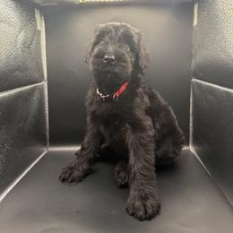 Giant Schnauzer Puppies from JAMG Schnauzers