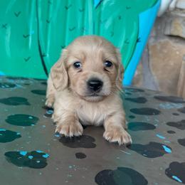 Goldie - Cream female Dachshund puppy in Hawley, Texas from Foxy’s Dachshunds & Toy Aussies