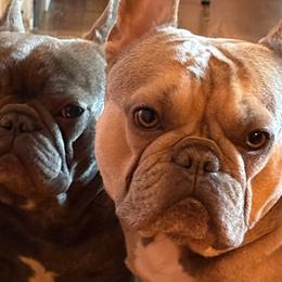 French Bulldogs from themcfrenchies