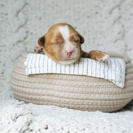 Black collar boy - Red male Cavapoo puppy in Duncan, South Carolina from Abner Creek Poodles & Doodles
