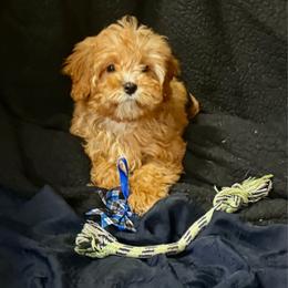 Yogi - Red male Cavapoo puppy in Conway, Missouri from Jordan  Harrison