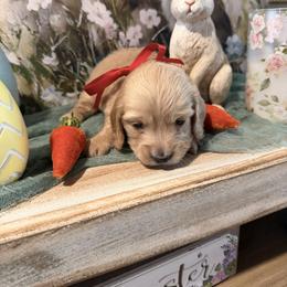 Girl 1 - female Dachshund puppy in Ville Platte, Louisiana from Cajun Pawfection