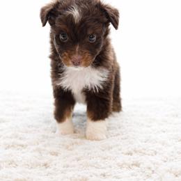 Reid - Red tri male Toy Australian Shepherd puppy in Louisville, Mississippi from Kristy’s Kennels