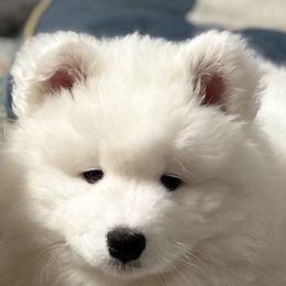 Samoyed Puppies from HaleStorm Samoyeds