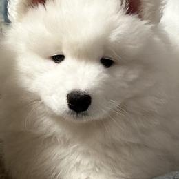 Samoyed Puppies from HaleStorm Samoyeds