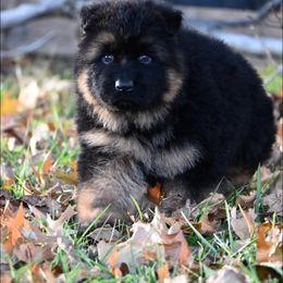 German Shepherd Puppies from German Shepherd Puppies