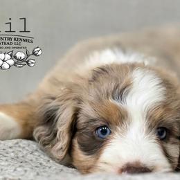 Phil - Brown merle male Aussiedoodle puppy in Vinemont, Alabama from Cotton Country Kennels