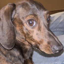 Dachshunds from Do It With Love Dachshunds