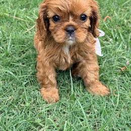 Ruby - Ruby female Cavalier King Charles Spaniel puppy in North Augusta, South Carolina from Lauren's Cavalier King Charles Spaniels