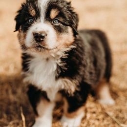 Australian Shepherd Puppies from Russell Ranch Aussies