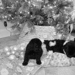Girl 6 - White and black female Newfoundland puppy in Ellendale Forge, Pennsylvania from Opening Heavens Doors Newfoundlands