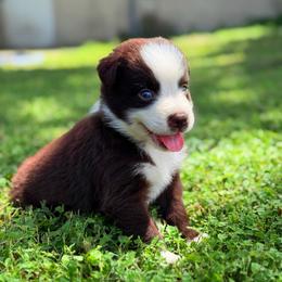 Axel AKC - Red tri-color male Australian Shepherd puppy in Polk City, Florida from Skaky Shepherds