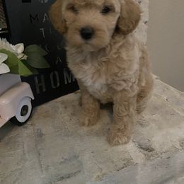Goldendoodle Puppies from C.P. Puppy Buddies