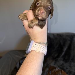 Chocolate girl - Chocolate and tan female Dachshund puppy in Campbell, Texas from Blooming Grace Homestead