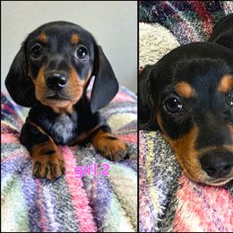Dachshund puppies from Sweetwater Dachshunds