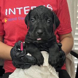 Girl 2 - Black female Cane Corso puppy in Thaxton, Virginia from Fortune Star Ultimate K9s