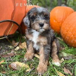 Brit - Blue merle female Bernedoodle puppy in Glenwood, New Mexico from Brush Fire Doodles