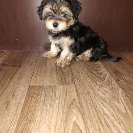 Cutie - Black and tan male Morkie puppy in Lapeer, Michigan from Puppy Kisses