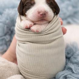 Beau - Liver white and tan male English Springer Spaniel puppy in Lincoln, Texas from LeeCo. Springers