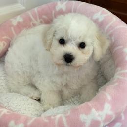 Bichon Frise puppies from Doriann Bichons