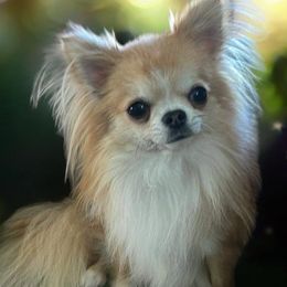 Miles - Chihuahua