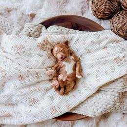 Hayes - Red  male Goldendoodle puppy in Cold Spring, Minnesota from A.N.A. Doodles