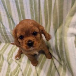Mimsy - Ruby female Cavalier King Charles Spaniel puppy in Sunny Valley, Oregon from Sunny Valley Cavaliers