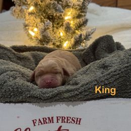 King - Yellow male Labrador Retriever puppy in Tigard, Oregon from Morrison Labrador Retreivers