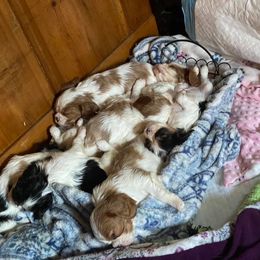 Cavalier King Charles Spaniel Puppies from CK Cavaliers