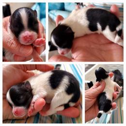 Buster - Black parti male Pomeranian puppy in Forsyth, Illinois from Amazing Grace Pomeranians