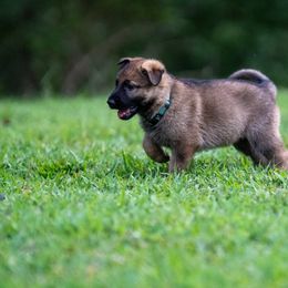 L: Light Blue Female - Sable female German Shepherd puppy in Alum Creek, West Virginia from Stay Wild K9