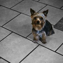 Mickey - Yorkshire Terrier