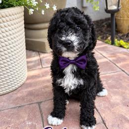 Eclipse - Black male Goldendoodle puppy in Orangevale, California from Ugly Dad Doodles