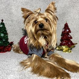 Loki - Yorkshire Terrier