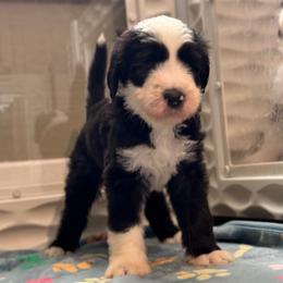 CANNOLI - Black and white male Sheepadoodle puppy in Riverside, California from Downtown Doodles & Frenchies