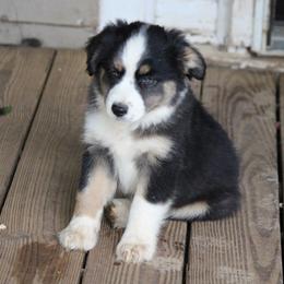 Baxter - Blue merle male Miniature Australian Shepherd puppy in Gretna, Virginia from Adams Acres Cattle Dogs