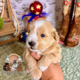 Daisy - Wheaten female Miniature Schnauzer puppy in Meridianville, Alabama from Dixie Pearl Schnauzers