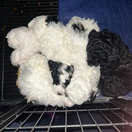 Poodle Puppies from Poodle Parade