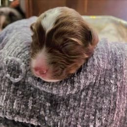 Autumn - Red tri female Miniature Australian Shepherd puppy in Willard, Missouri from Stoney Brook Aussies