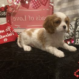 Cavalier King Charles Spaniel Puppies from Mapleview Cavalier King Charles Spaniels