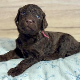 Pink - Chocolate female Goldendoodle puppy in Hesperia, Michigan from Red Acres Poodles & Doodles