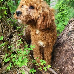 Assorted Doodle Crosses, Cavapoo, Labradoodle, Maltese, and Poodle Puppies from Fluffy Fawn
